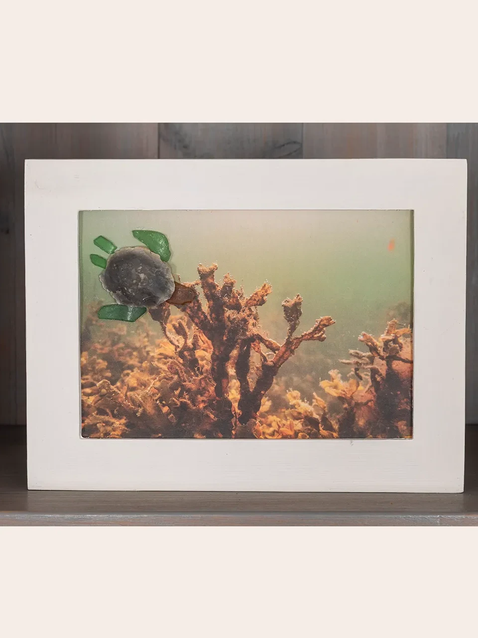 Schildkröte in der Flensburger Förde